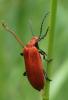 Pyrochroa serraticornis